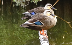 かも（大阪千里）