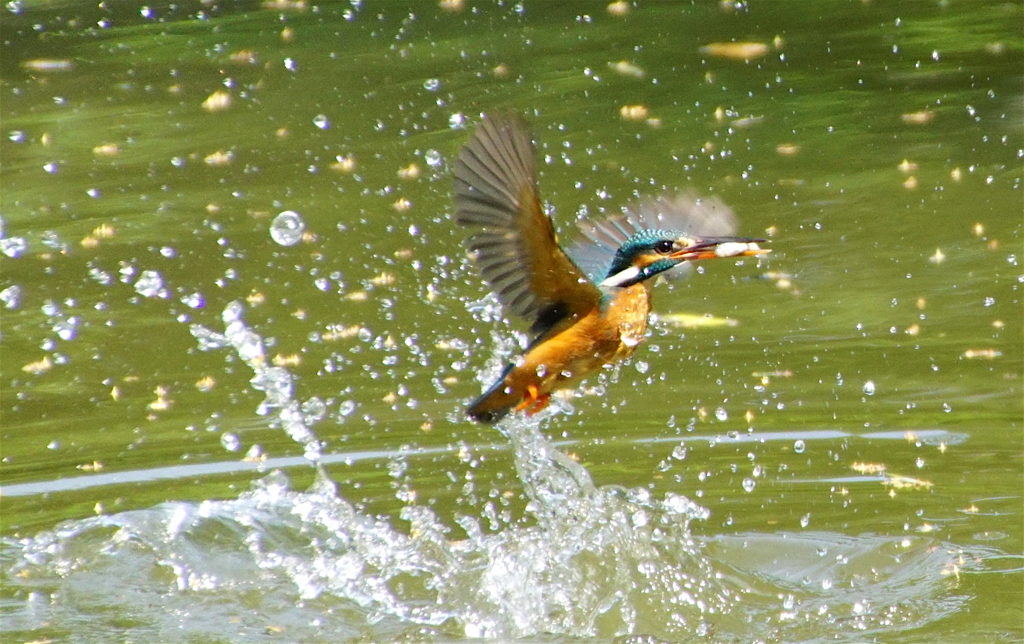 おさかなゲットなカワセミちゃん