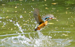 おさかなゲットなカワセミちゃん