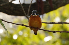 カワセミくん♂  大阪／南千里