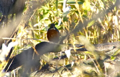 カワセミくん（岐阜／木曽川）