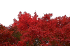 紅葉（大阪／池田城）