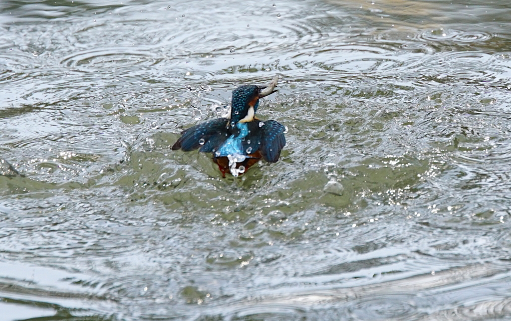 カワセミくん♂  大阪／南千里