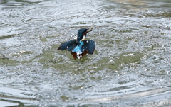 カワセミくん♂  大阪／南千里