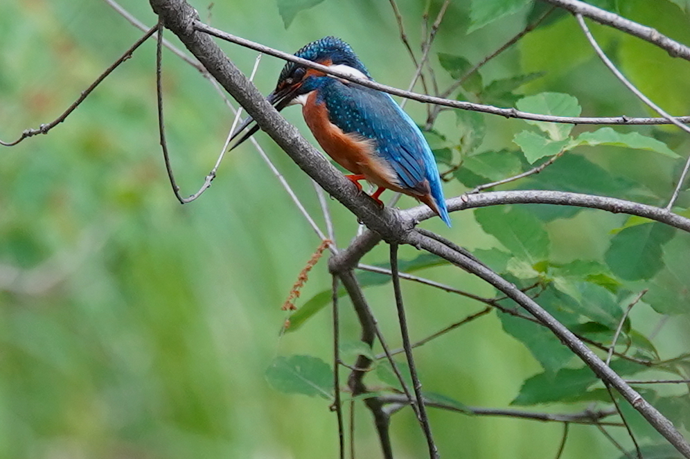 カワセミくん　大阪／千里