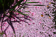 花びら、、、、