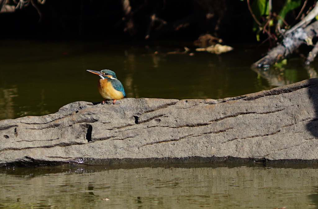 カワセミちゃん
