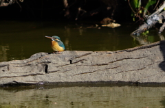 カワセミちゃん