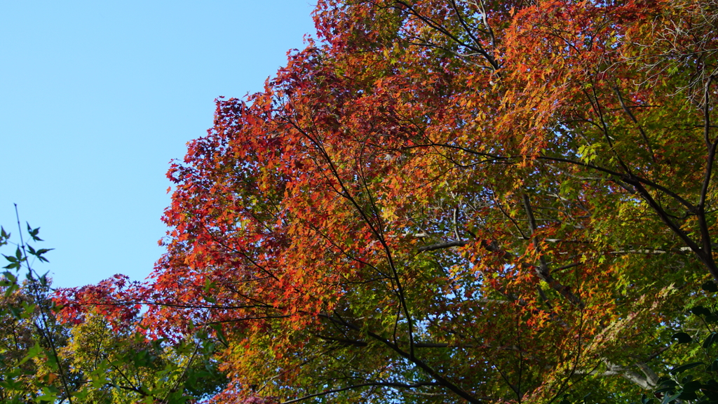 紅葉（箕面）