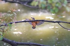 カワセミちゃん（♀）大阪／天王寺