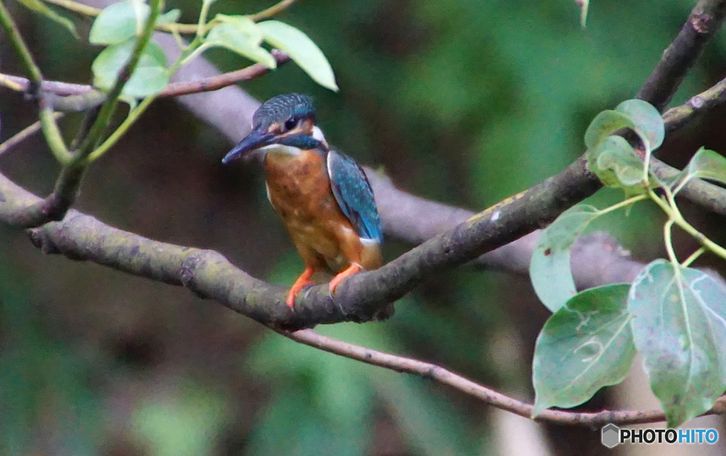 カワセミくん（大阪／茶臼山）