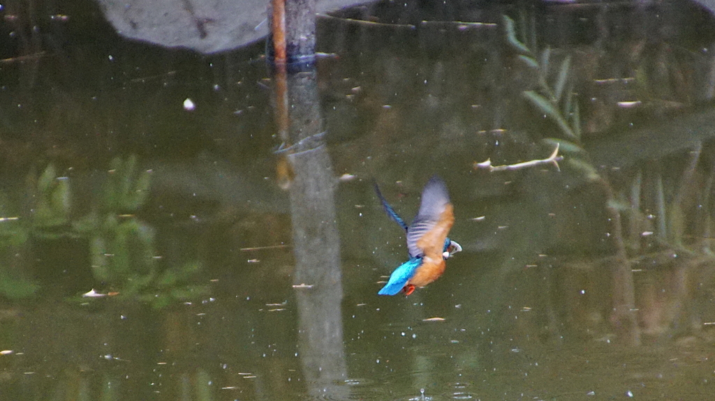 羽ばたくカワセミくん