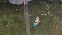 羽ばたくカワセミくん