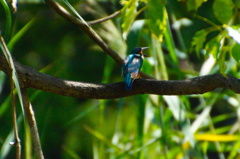 カワセミくん カワセミくん