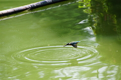 カワセミちゃん