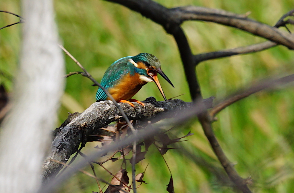 ペレットが見える