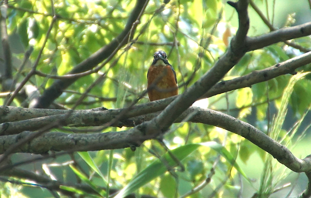 カワセミくん（大阪／千里）