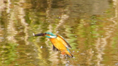 お魚くわえたカワセミくん（大阪／城北）