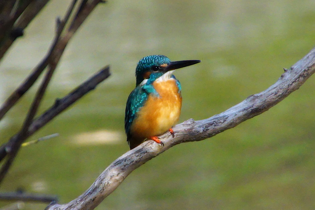 カワセミくん♂（大阪／堺市）