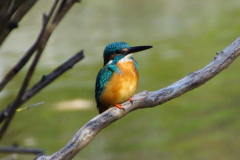 カワセミくん♂（大阪／堺市）