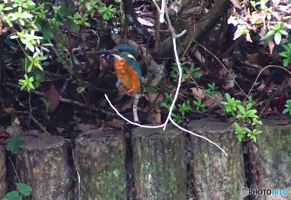 カワセミくん（大阪／千里）