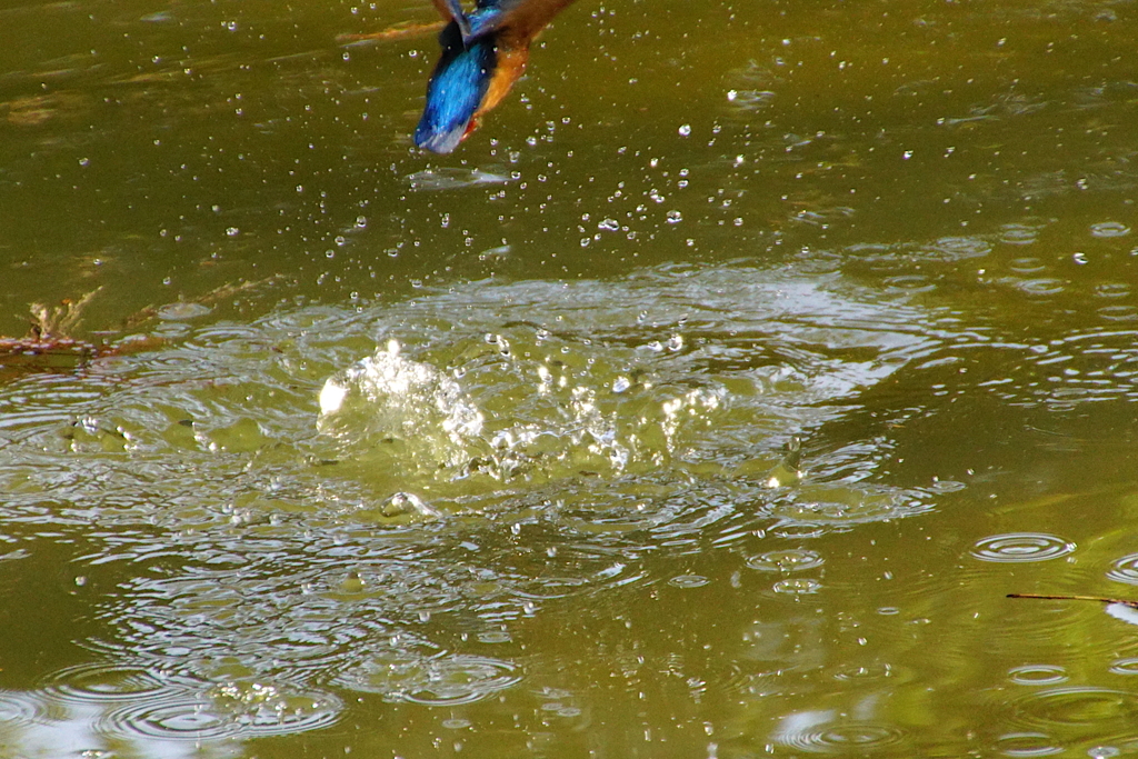 お魚ゲットなう