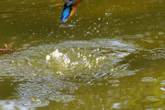 お魚ゲットなう