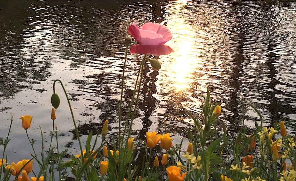 夕暮れにて