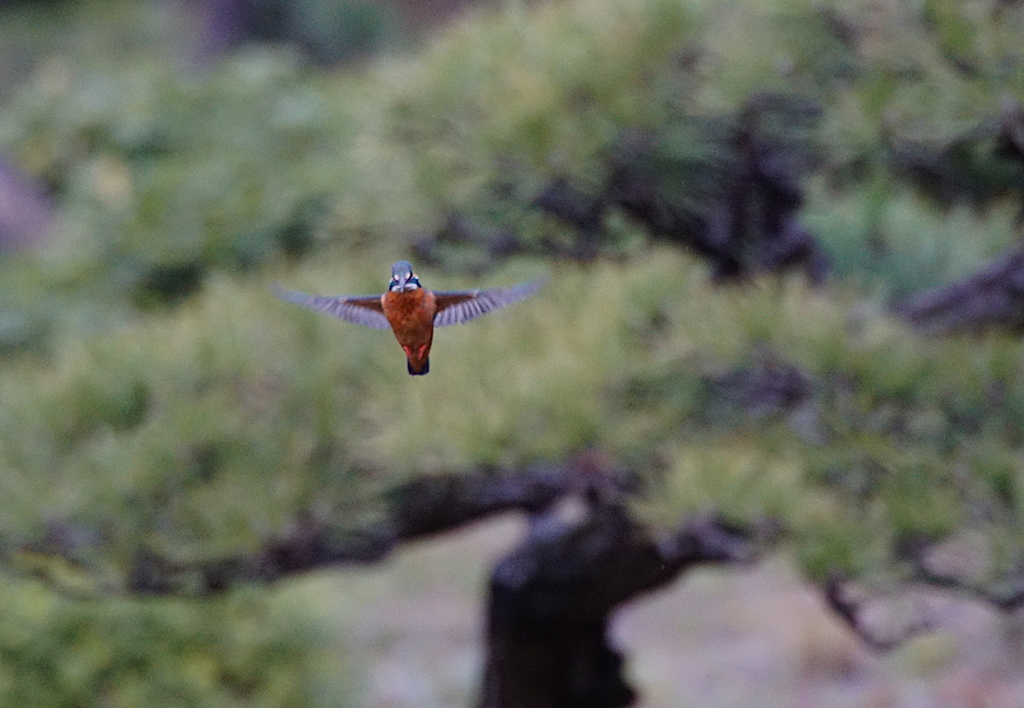 ホバるカワセミちゃん（♀）大阪／天王寺