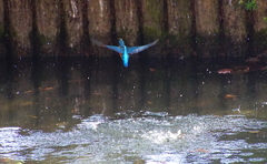 飛び去りカワセミくん