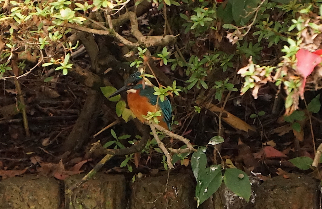 カワセミくん（大阪／千里）