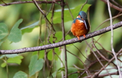 Kingfisher ready to dive