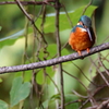 Kingfisher ready to dive