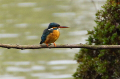 カワセミちゃん（♀）