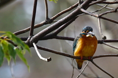 カワセミくん♂  大阪／千里