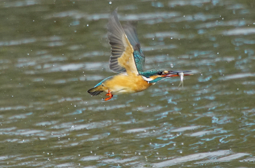 カワセミちゃん♀ 大阪／旭