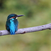 青い鳥
