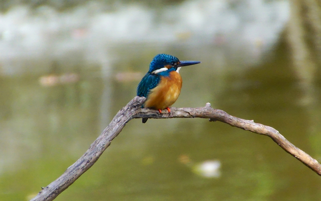 カワセミくん♂（大阪／堺市）