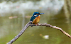 カワセミくん♂（大阪／堺市）