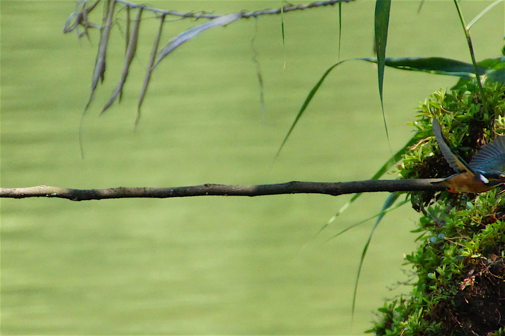 飛ぶカワセミ