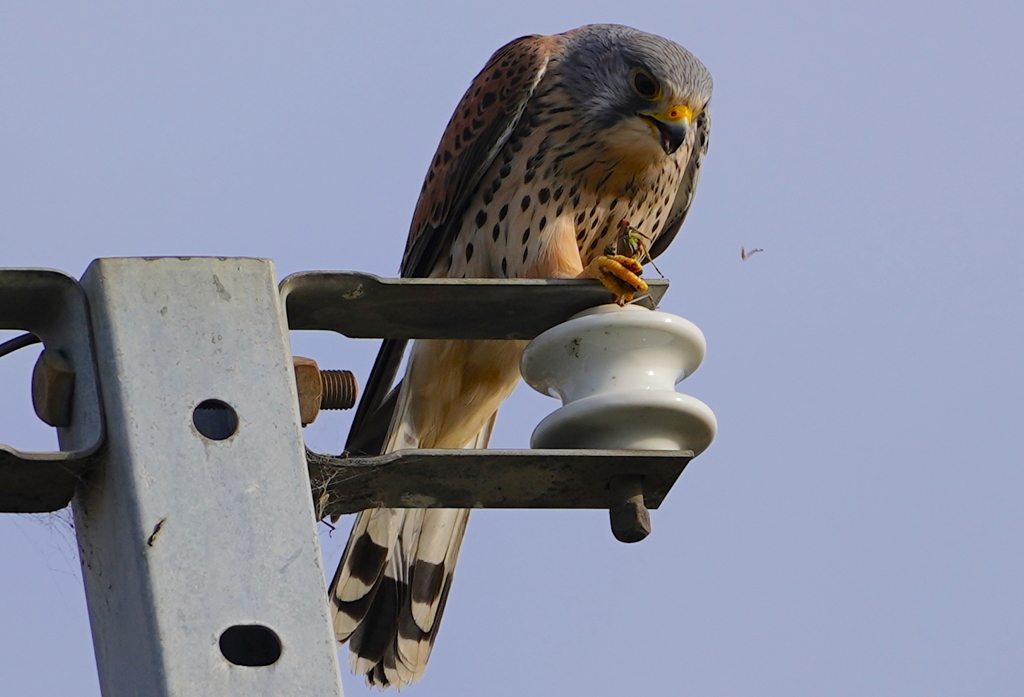 食するバッタの足が飛んでますが、、