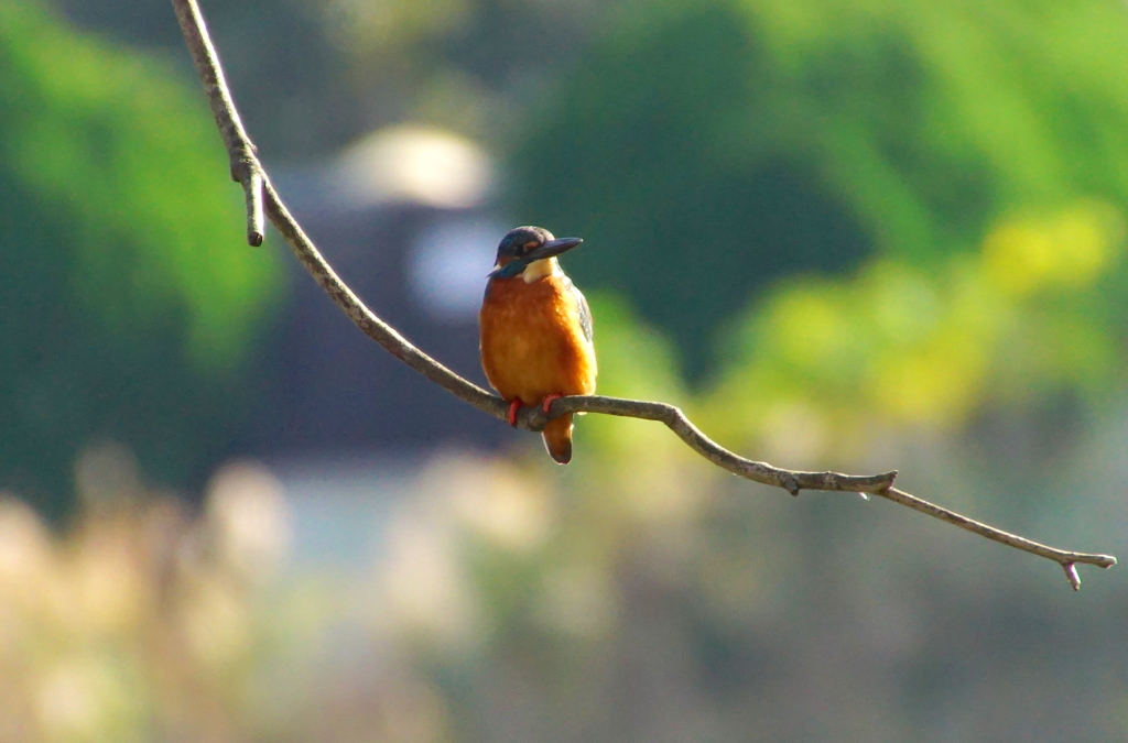 カワセミくん（大阪／千里）