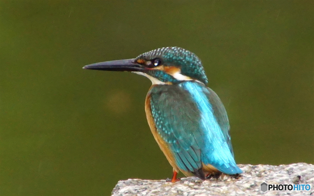 カワセミくん（大阪旭区）
