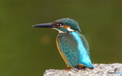 カワセミくん（大阪旭区）