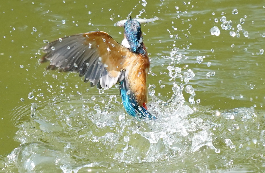 お魚ゲットなカワセミくん
