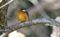 枝にカワセミくん　大阪／南千里