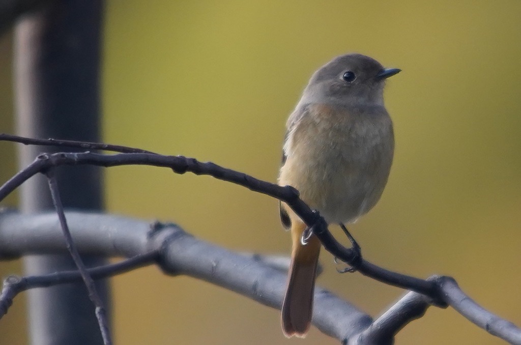 ジョビお嬢　　大阪◇吹田千里