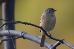 ジョビお嬢　　大阪◇吹田千里