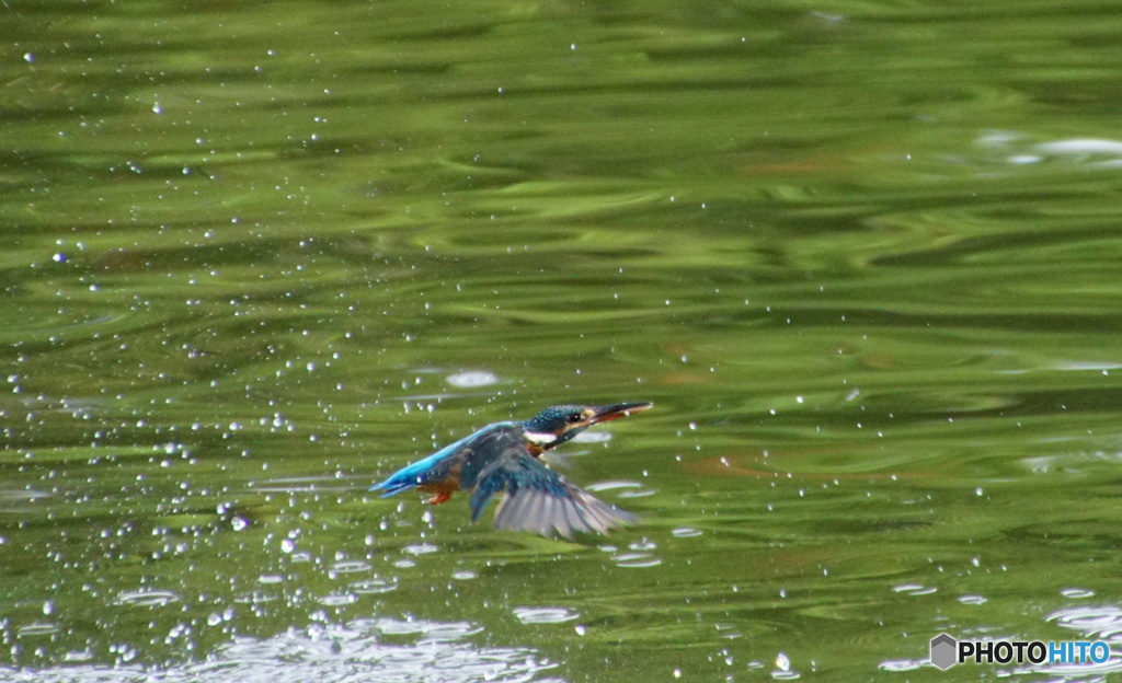捕食なカワセミちゃん