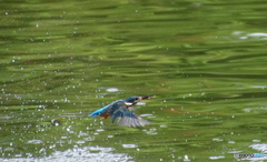 捕食なカワセミちゃん